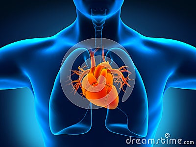 Human Heart Anatomy Stock Photo