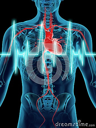 Human Heart Beat Stock Photo