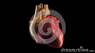 Human Heart Beat - ALPHA. Human Heart Beat + ALPHA channel Human Heart Beat - ALPHA. Human Heart Beat + ALPHA channel