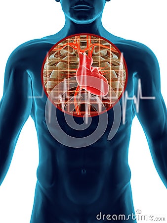 Human Heart Beat Cross Section Stock Photo