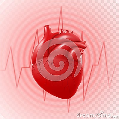 Human Heart And Heart Beat. 3d realistic vector isolated human heart, circle pulsation, heart attack, anatomically correct heart Vector Illustration