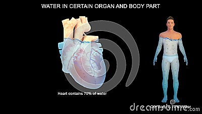 Human Heart Contains 70 percent of water Stock Photo