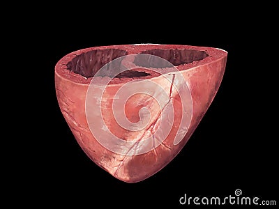 Human heart, cross section, Left and Right Ventricle, Heart ventricles, 3d render Cartoon Illustration