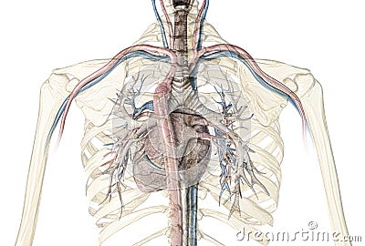 Human heart cross-section with vessels and bronchial tree Stock Photo