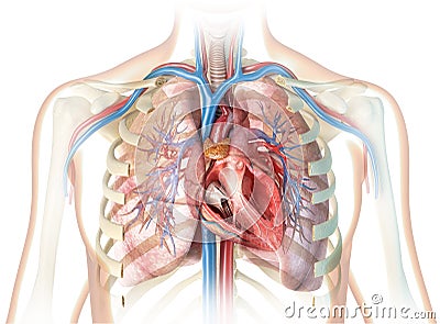 Human heart cross-section with vessels, lungs, bronchial tree and cut rib cage Stock Photo