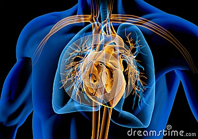 Human heart cross-section with vessels, lungs, bronchial tree and cut rib cage. X-ray Stock Photo