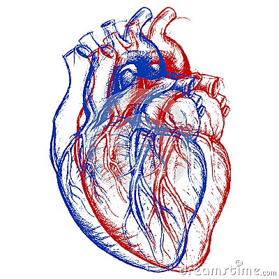 Human Heart 3D Vector Illustration