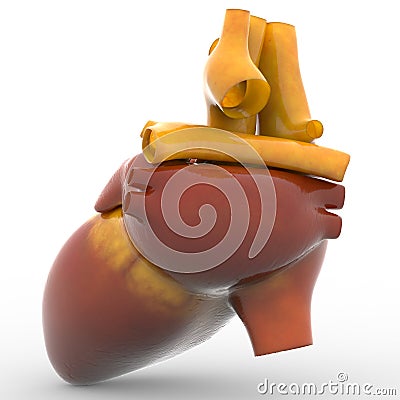 Human Heart Stock Photo