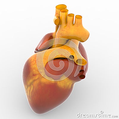 Human Heart Stock Photo