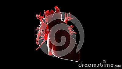 A human heart Cartoon Illustration