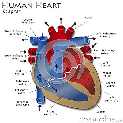 Human Heart Diagram Stock Illustration - Image: 55185229