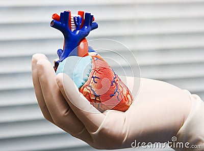 Human heart in doctor's hand Stock Photo