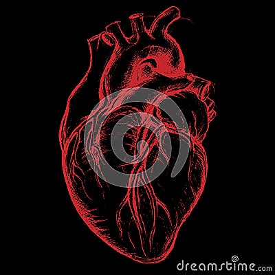 Human Heart Drawing Vector Illustration