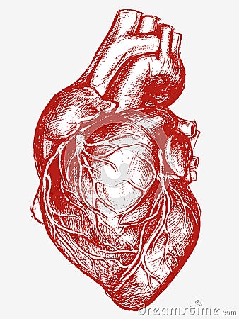 Human Heart Drawing line work Vector Illustration