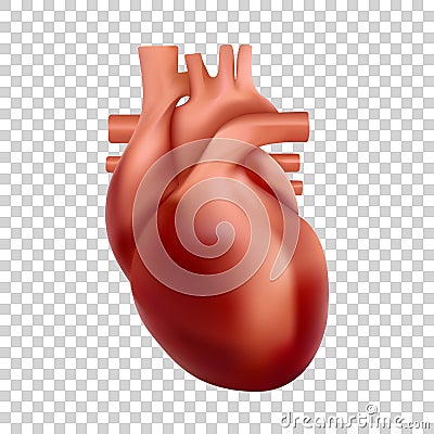 Human heart illustration. 3d realistic heart anatomy Vector Illustration
