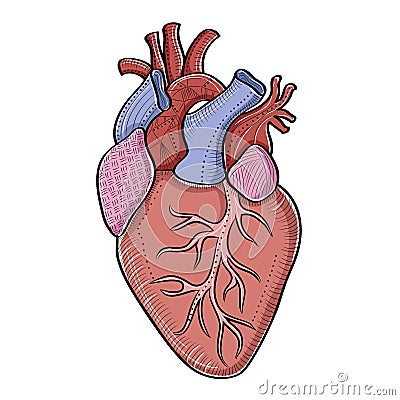 Human heart illustration on white Vector Illustration