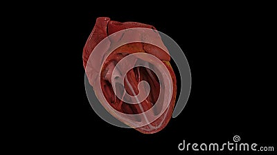 Human heart isolated on black background. 3D illustration. 3D rendering. Cartoon Illustration
