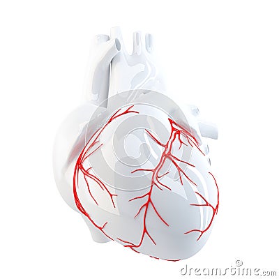 Human Heart. Isolated. Contains clipping path Stock Photo