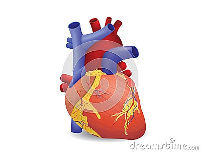 Human heart vector Vector Illustration