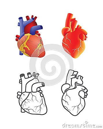 Human heart vector set isolated on white background. Vector Illustration