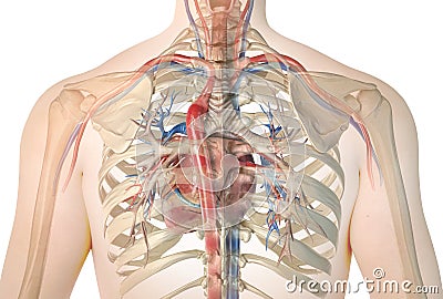 Human heart with vessels and bronchial tree. Back view Stock Photo