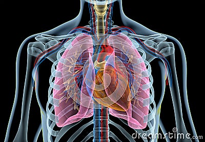 Human heart with vessels, lungs, bronchial tree and cut rib cage. X-ray Stock Photo