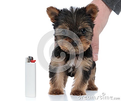 Human holding cute yorkshire terrier on white background Stock Photo
