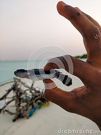 A human holding the newly born baby turtle Stock Photo