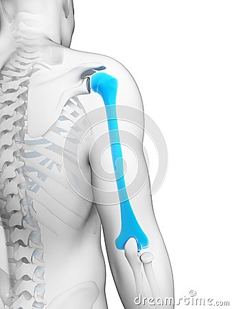 Human humerus Cartoon Illustration