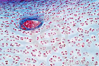 Human Hyaline cartilage bone under light microscope view for histology education Stock Photo