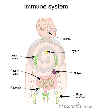 Human Immune and lymphatic systems Vector Illustration