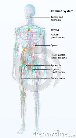 Human immune system, medical artwork Stock Photo