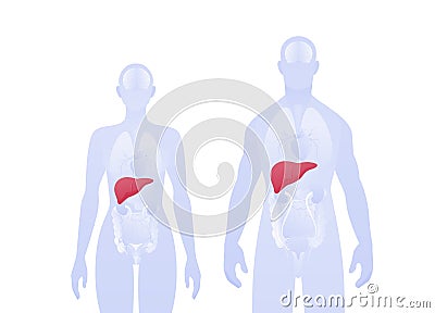 Human inner organ infographic. Vector flat healthcare illustration. Male and female silhouette. Red liver and digestive system Vector Illustration