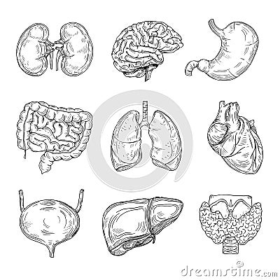 Human inner organs. Hand drawn brain, heart and kidneys, stomach and bladder. Sketch medical isolated vector Vector Illustration