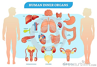 Human Inner Organs Vector Illustration Collection, Male and Female. Vector Illustration