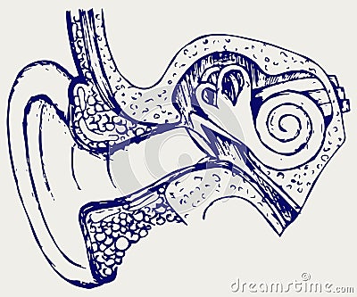 Human internal ear diagram Vector Illustration