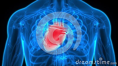 Human Internal Organ Circulatory System Heart Anatomy Animation Concept  Stock Footage - Video of arteries, atrium: 189223284