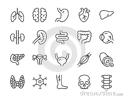 Human internal organ line icon. Minimal vector illustration with simple thin outline icons as lung, heart, stomach, bone Vector Illustration