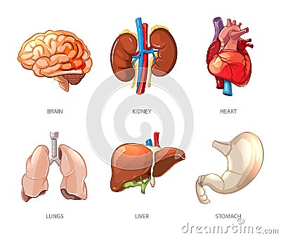Human internal organs anatomy in cartoon vector style Vector Illustration