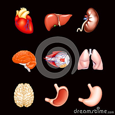 Human Internal Organs, on black Vector Illustration