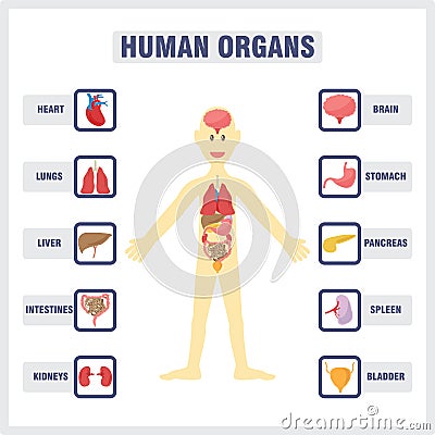 Human Internal Organs Vector Illustration