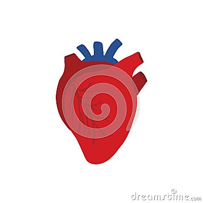 Human Internal organs, cartoon anatomy body part heart, vector illustration Vector Illustration