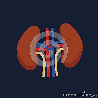 Human Internal organs, cartoon anatomy body part kidneys, vector illustration Vector Illustration