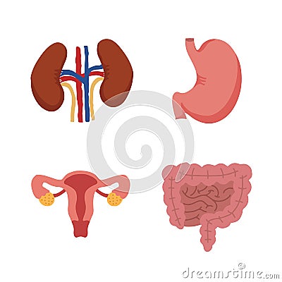 Human Internal organs, cartoon anatomy body parts stomach with intestinal system, kidneys and and female reproductive system, Vector Illustration