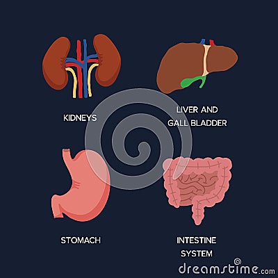 Human Internal organs, cartoon anatomy body parts, stomach with intestinal system, kidneys and liver with gall bladder, vector Vector Illustration