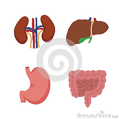 Human Internal organs, cartoon anatomy body parts, stomach with intestinal system, kidneys and liver with gall bladder, vector Vector Illustration