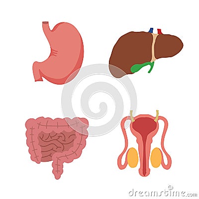 Human Internal organs, cartoon anatomy body parts, stomach with intestinal system, liver with gall bladder and male reproductive Vector Illustration