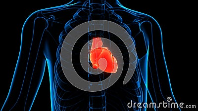 Human Internal Organs Circulatory System Heart Anatomy Stock Photo