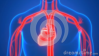 Human Internal Organs Circulatory System Heart Beat Anatomy Animation  Concept Stock Footage - Video of bean, human: 185037486