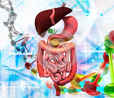 Human internal organs Cartoon Illustration